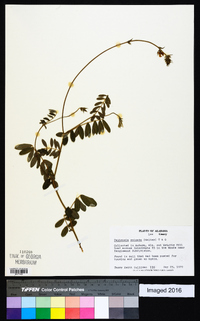 Tephrosia spicata image