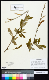 Tephrosia nitens image