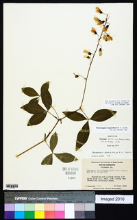 Thermopsis fraxinifolia image