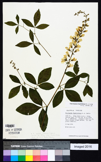 Thermopsis fraxinifolia image