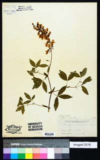 Thermopsis fraxinifolia image