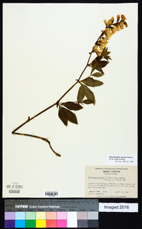 Thermopsis mollis image