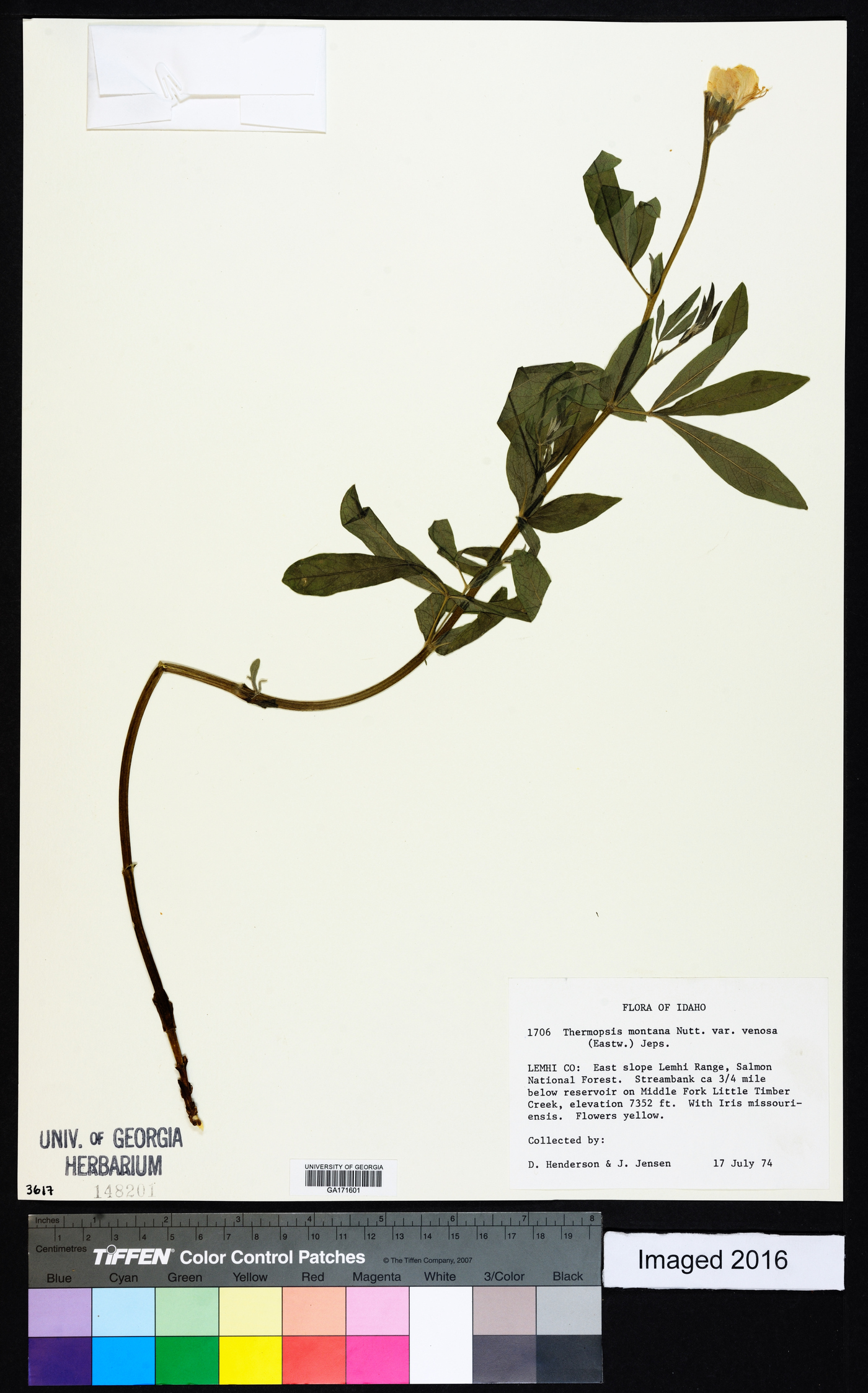 Thermopsis montana var. venosa image