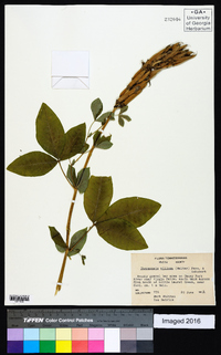Thermopsis villosa image