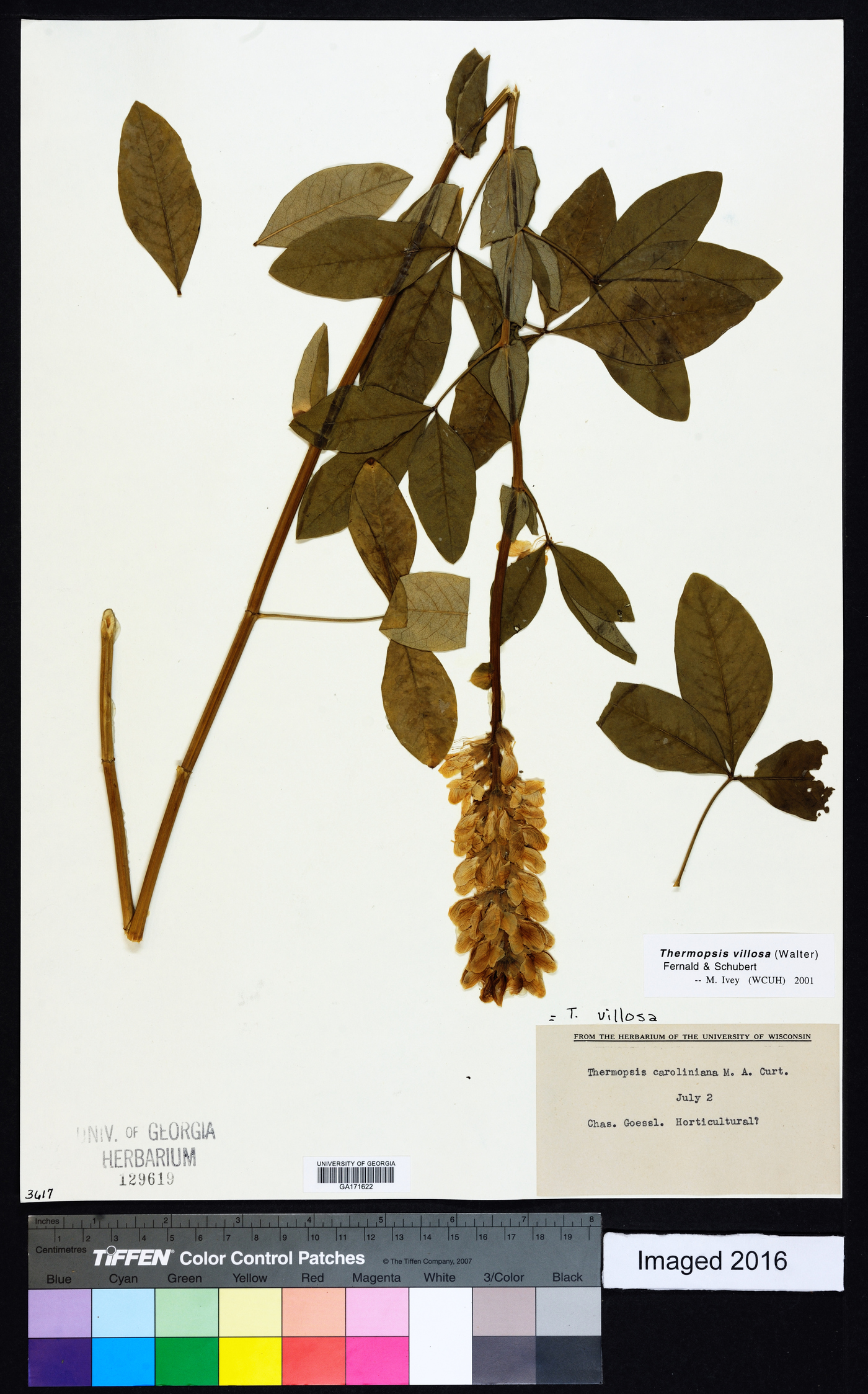 Thermopsis villosa image
