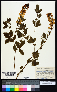 Thermopsis californica image
