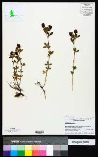 Trifolium aureum image