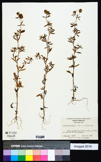 Trifolium arvense image