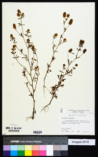 Trifolium arvense image