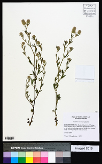 Trifolium arvense image