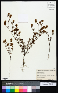 Trifolium arvense image