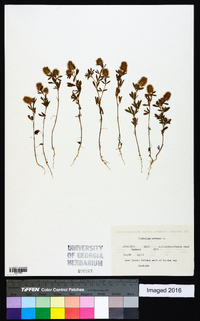 Trifolium arvense image