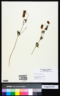 Trifolium arvense image