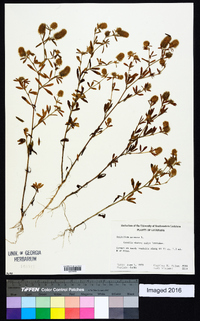 Trifolium arvense image