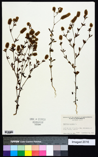 Trifolium arvense image