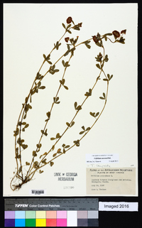 Trifolium aureum image