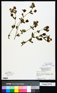 Trifolium aureum image