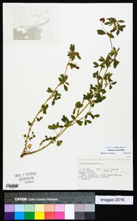 Trifolium aureum image