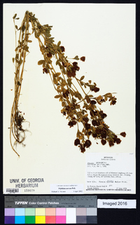 Trifolium aureum image