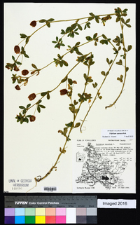 Trifolium aureum image