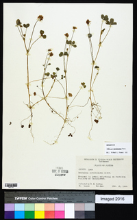 Trifolium carolinianum image