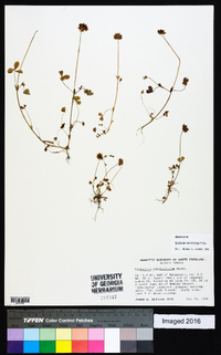 Trifolium carolinianum image