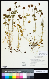 Trifolium carolinianum image