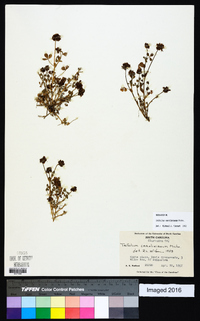 Trifolium carolinianum image