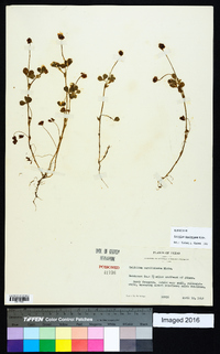 Trifolium carolinianum image