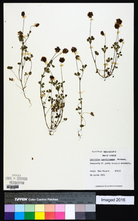 Trifolium carolinianum image