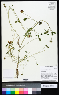 Trifolium cyathiferum image