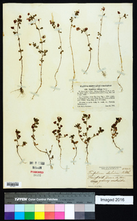 Trifolium dubium image