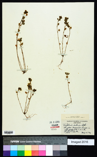 Trifolium dubium image