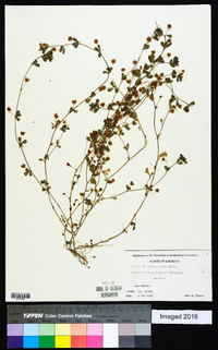 Trifolium dubium image