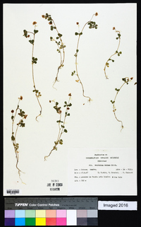 Trifolium dubium image