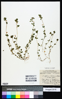 Trifolium dubium image