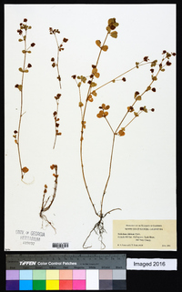 Trifolium dubium image