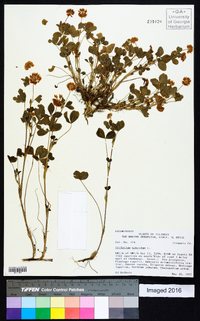 Trifolium hybridum image