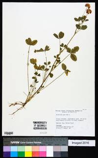 Trifolium hybridum image