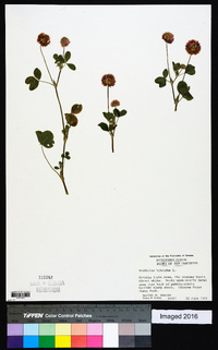 Trifolium hybridum image