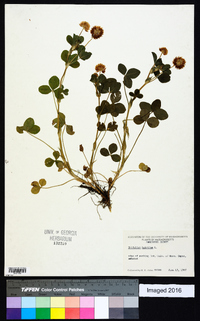 Trifolium hybridum image