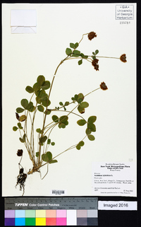 Trifolium hybridum image