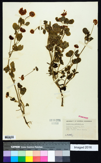 Trifolium hybridum image