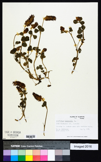 Trifolium incarnatum image