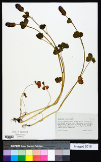 Trifolium incarnatum image