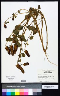 Trifolium incarnatum image