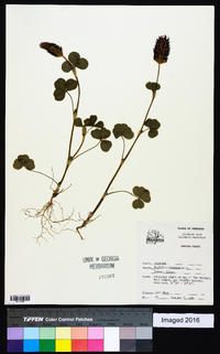 Trifolium incarnatum image