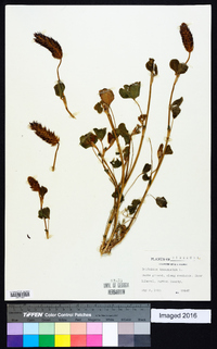 Trifolium incarnatum image