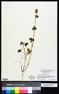 Trifolium incarnatum image