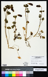 Trifolium incarnatum image